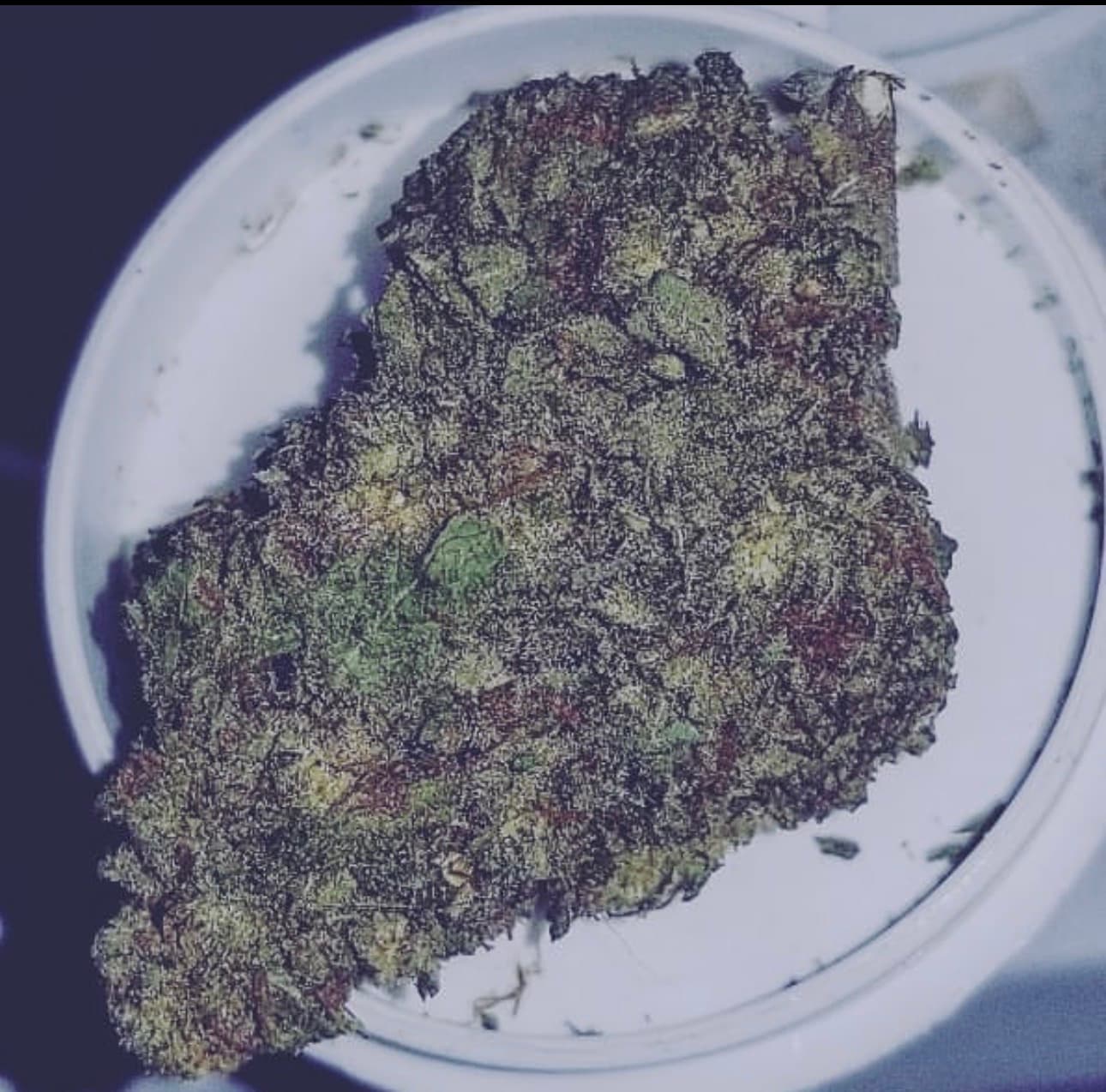STARDAWG STRAIN