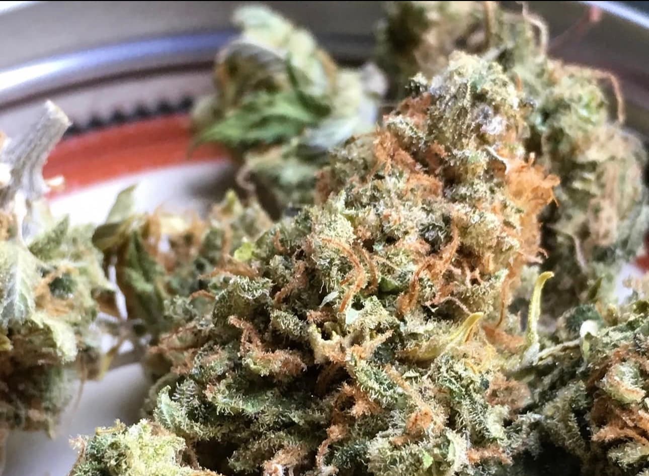 NORTHERN LIGHTS STRAIN