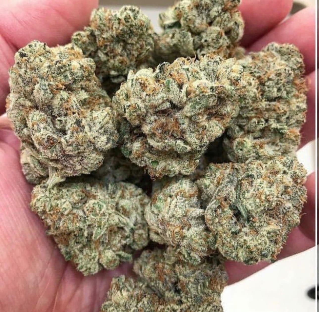 HOLLYWOOD STRAIN