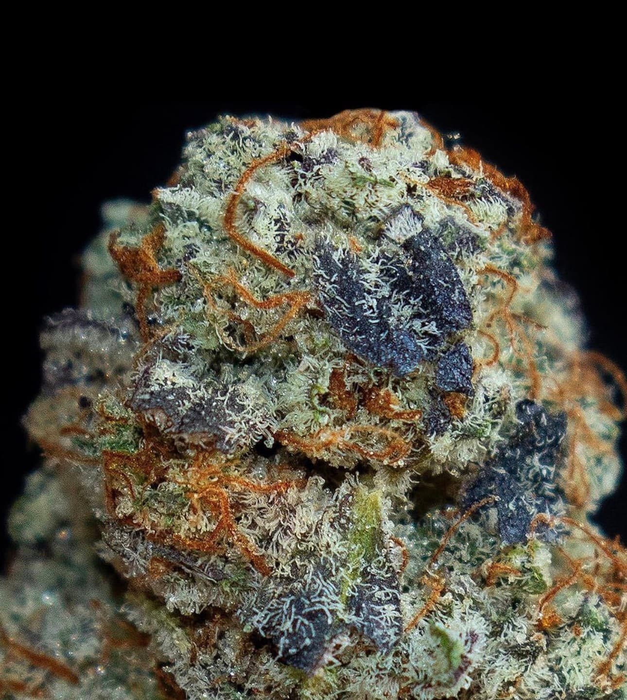 RUNTZ STRAIN