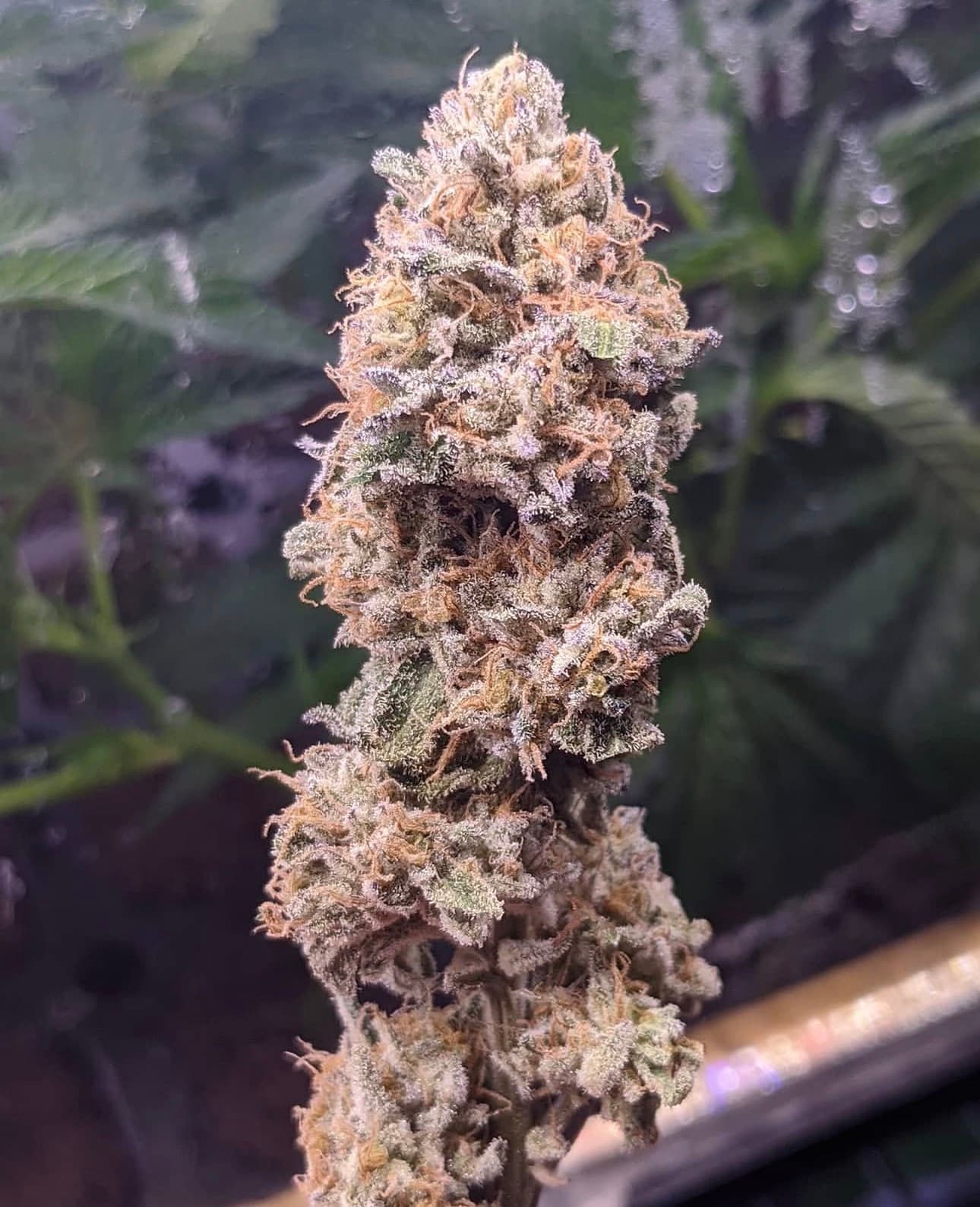 MIX MINI BUD PREMIUM STRAIN